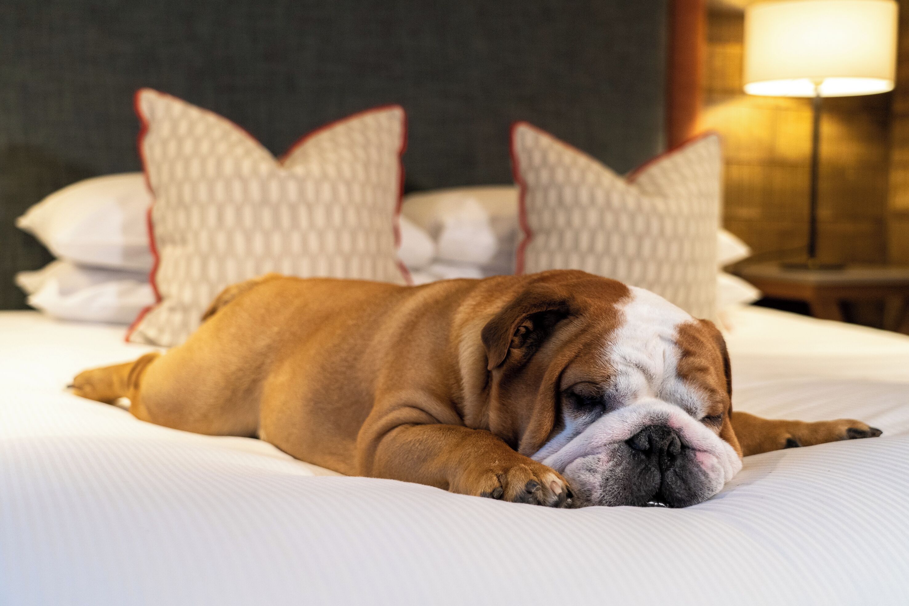 A dog lying on a bed with pillows and a lamp in the background.