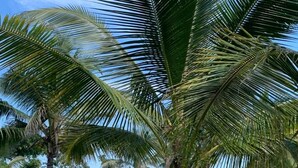 Een palmboom in een verzorgde tuin met een zwembad en ligbedden op de achtergrond.