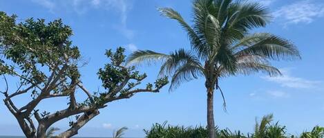 A swimming pool with a view of the sea, surrounded by palm trees and greenery.