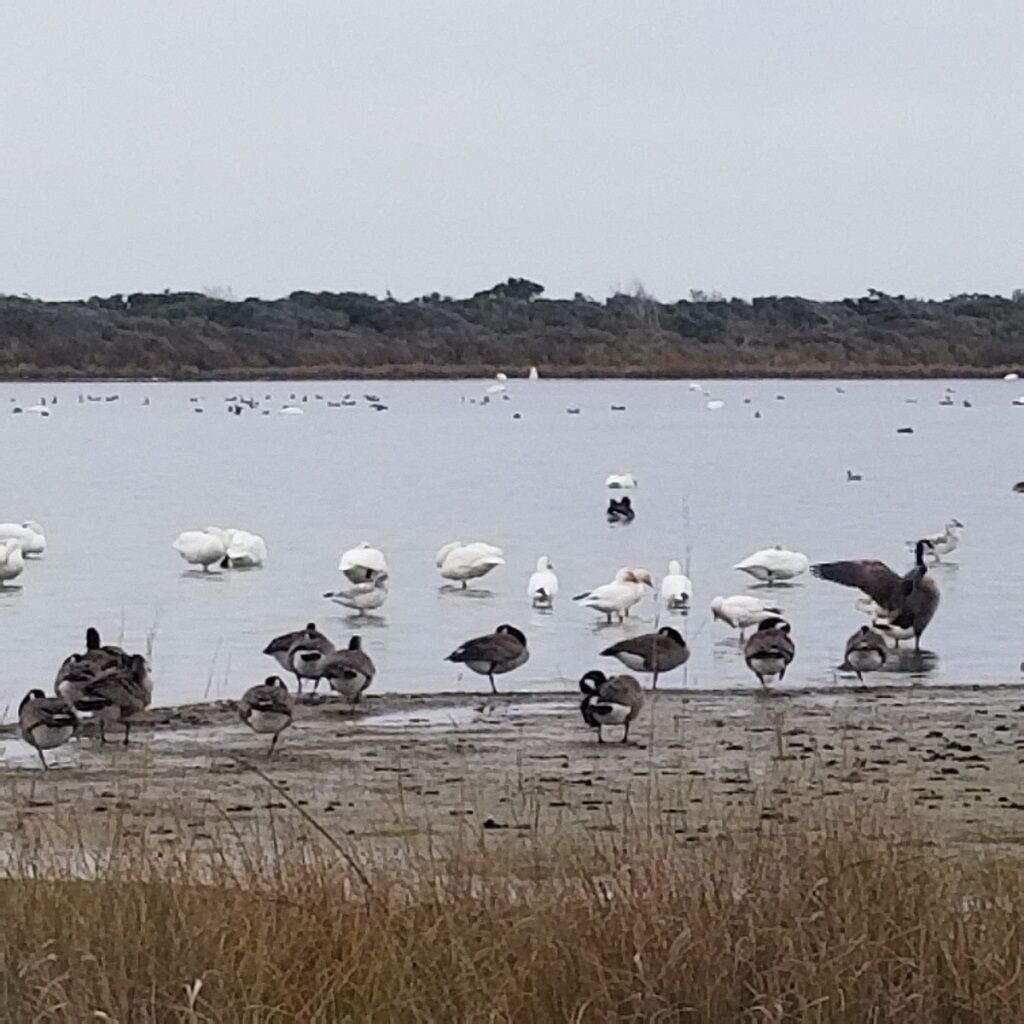 En vattenyta med olika fågelarter, bland annat svanar och gäss, längs stranden.