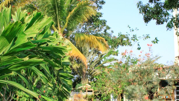 Zona de piscina con palmeras y una terraza de madera.