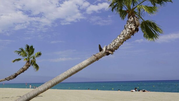 A beach with palm trees and a clear sky. - Apartment with harbor and sea view 4PPII26 (LE BARCARES)