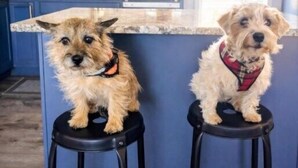 Two dogs sitting on stools in a kitchen with blue cabinets and a kitchen island. - Dog Friendly|Fenced|Full Kitchen|Firepit (Alpena)