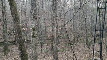 Une forêt avec une échelle métallique appuyée contre un arbre.