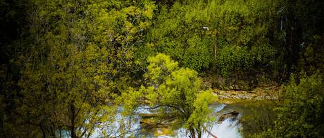 Un bosque frondoso con un pequeño arroyo.