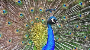 Ein Pfau mit leuchtend blauen und grünen Federn und augenähnlichen Mustern am Schwanz.