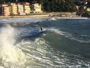Lettini da mare