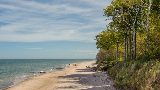 Uma praia com areal dourado, mar calmo e área arborizada com árvores altas.