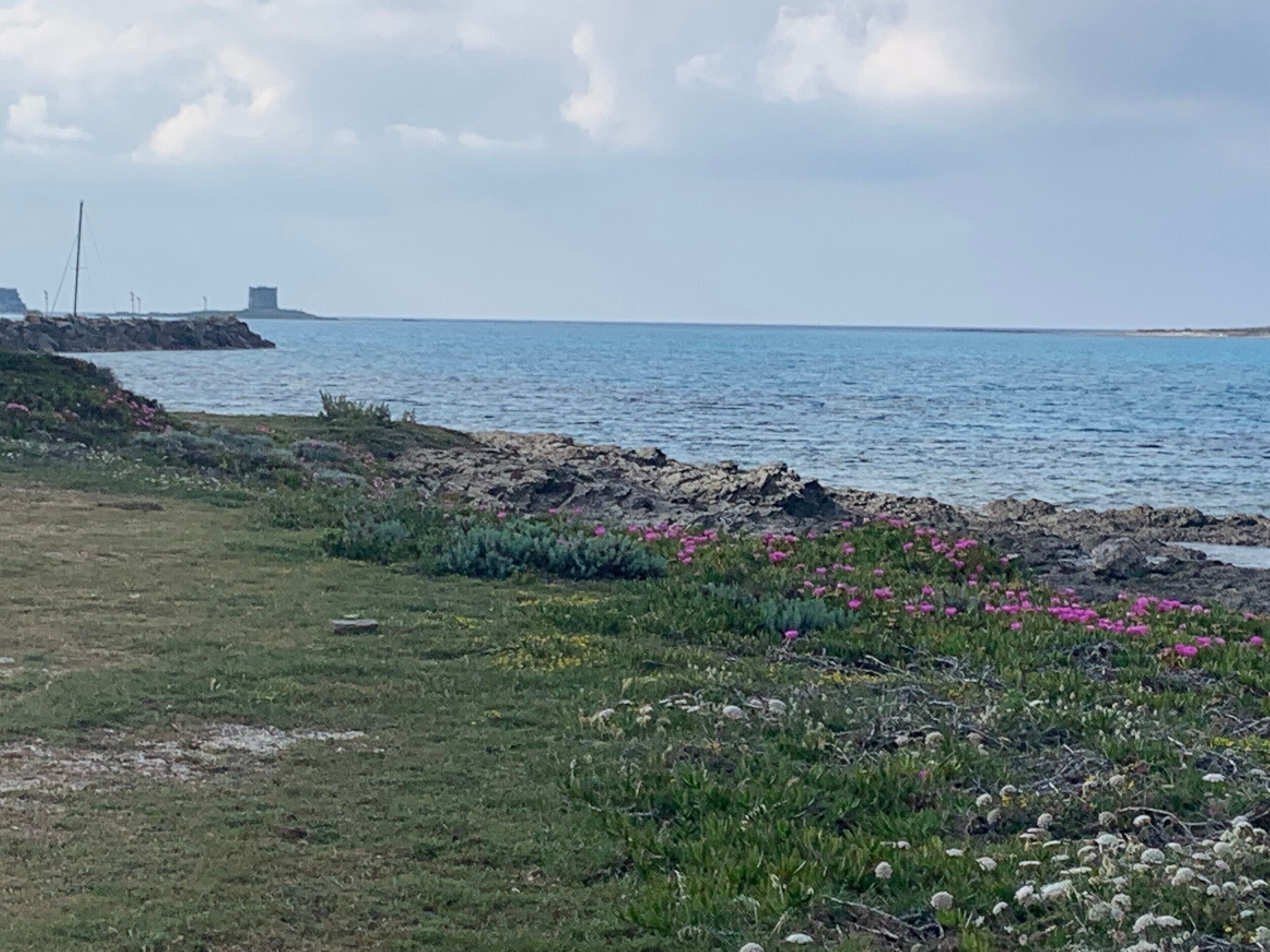 Un paisaje costero con una zona cubierta de hierba, algunas flores y una costa rocosa.