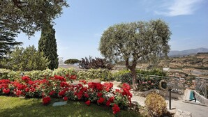 A garden with red flowers, a tall tree, and a view of a distant town.