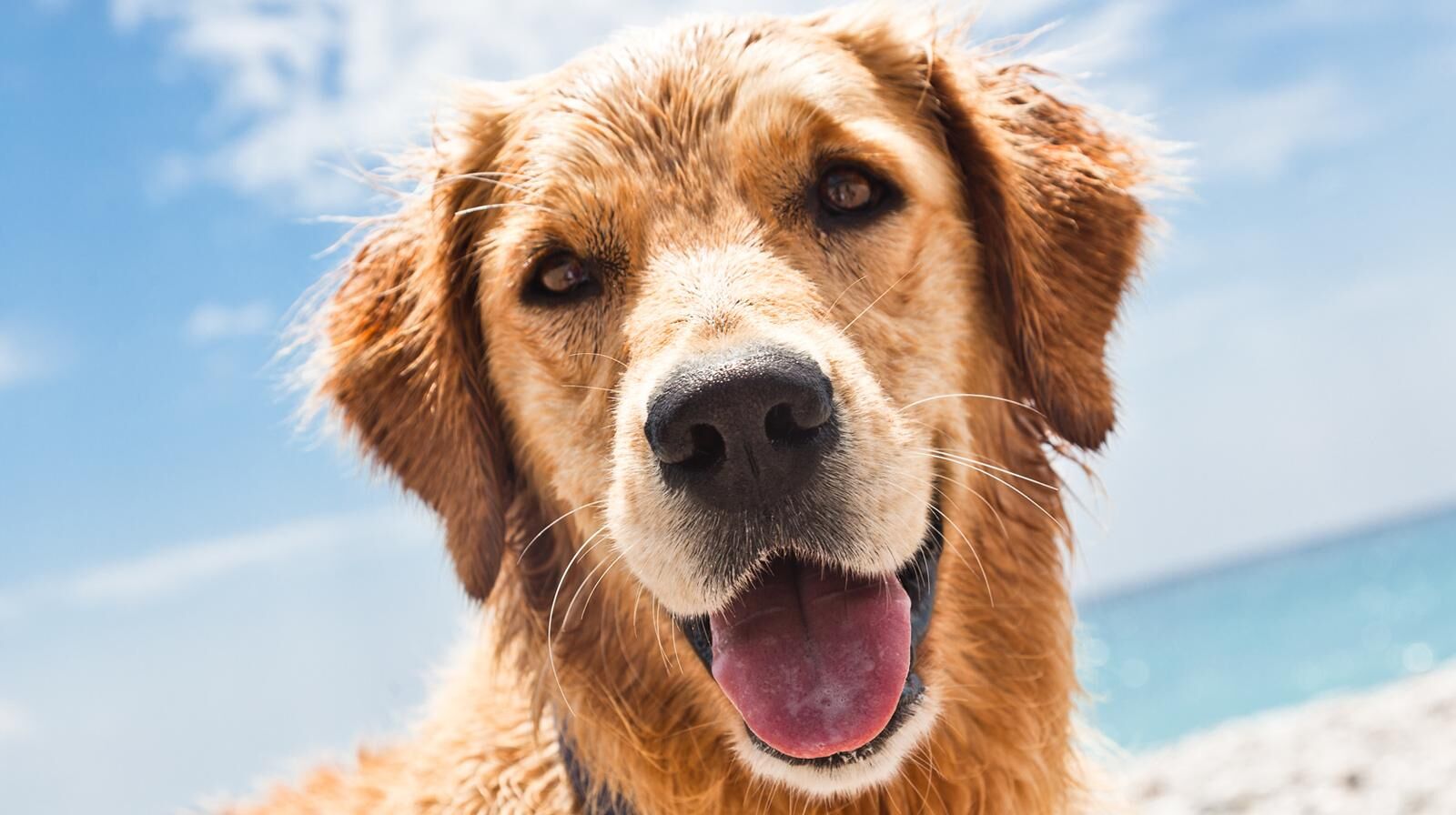 Un primo piano di un golden retriever con un'espressione felice, in piedi su una spiaggia con cielo sereno e oceano sullo sfondo.