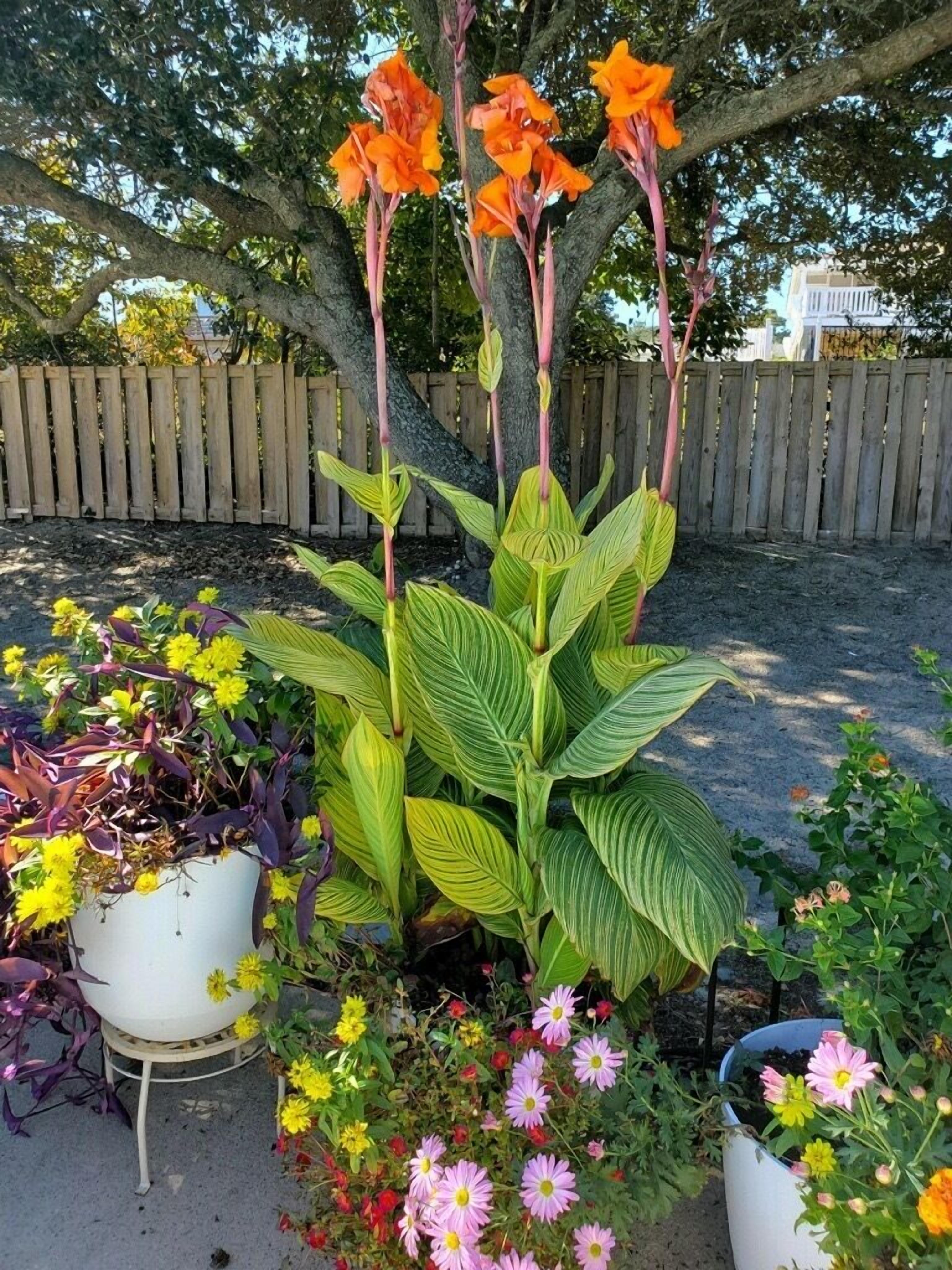 Un jardín con diversas plantas y flores en macetas, incluyendo una planta destacada con hojas verdes grandes y flores anaranjadas.