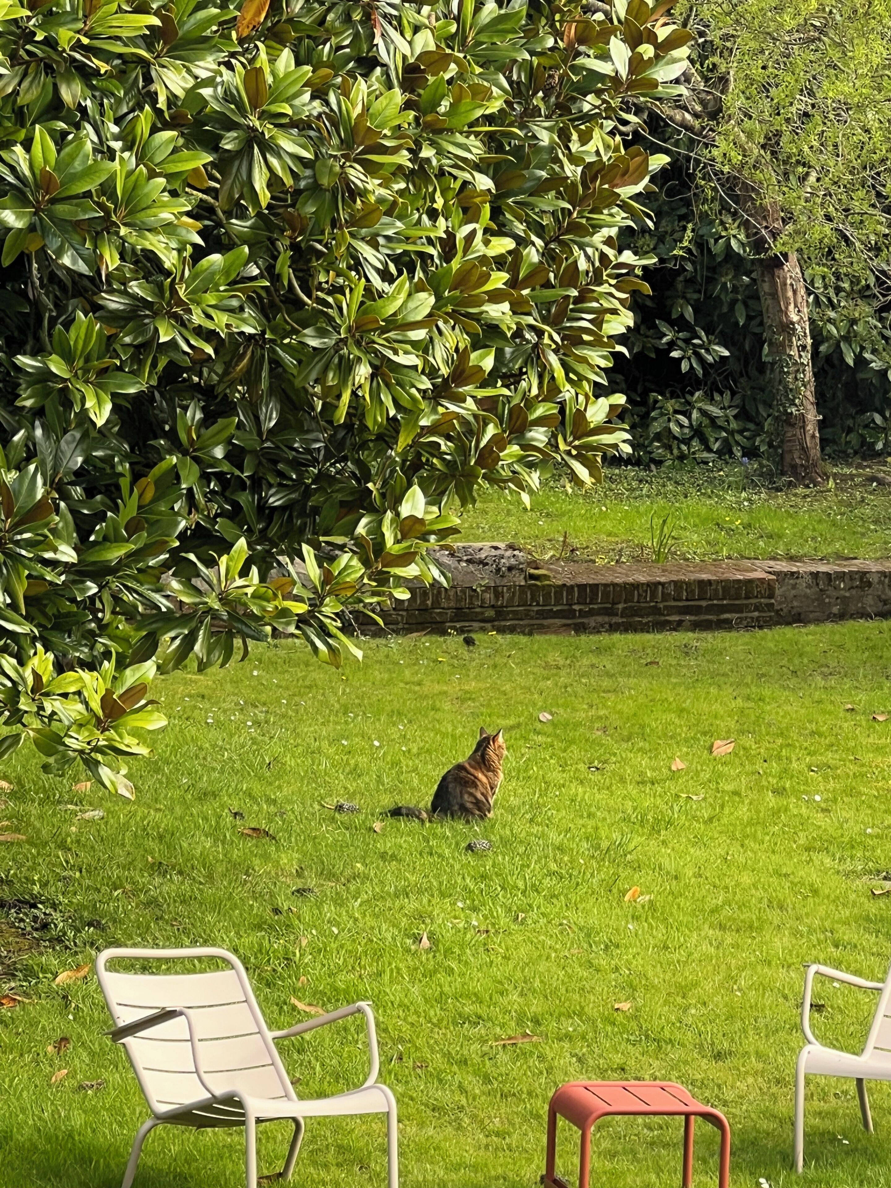 A cat sitting on grass with chairs and a tree in the background.