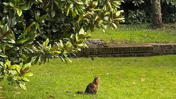 A cat sitting on grass with chairs and a tree in the background.