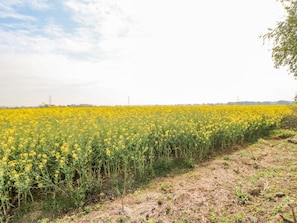 A field of yellow flowers with a clear sky.
