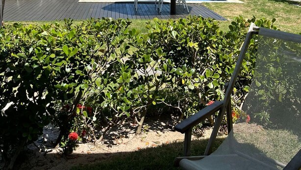 Un espace piscine aménagé avec des chaises longues, des palmiers et une structure dotée d’un toit de chaume.