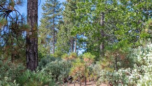 A forested area with a dirt path. - Inn at Sugar Pine Ranch (Groveland)