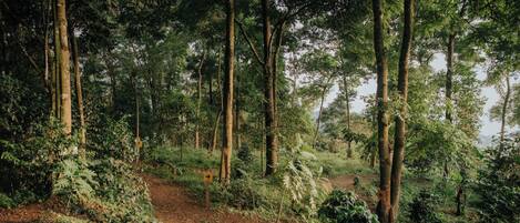 A forest path surrounded by tall trees and dense foliage.