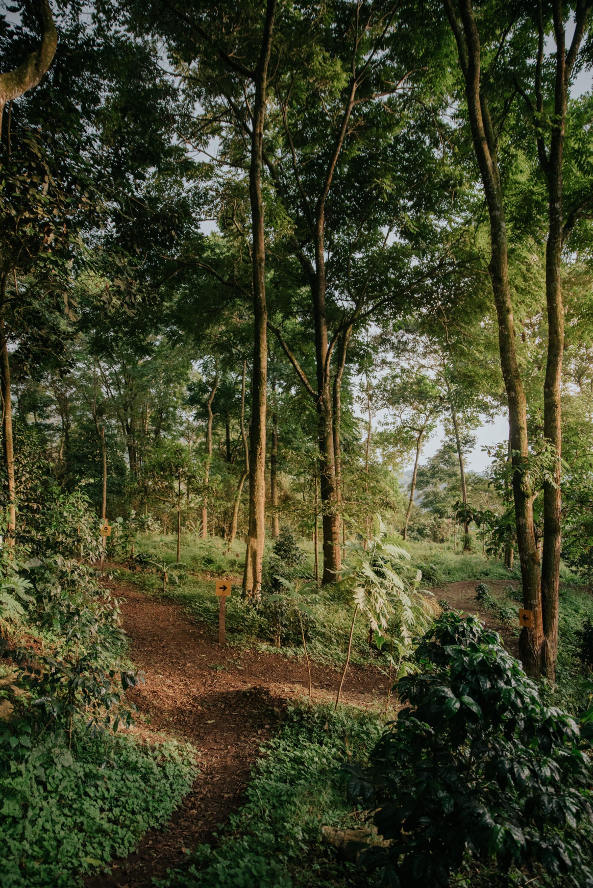 A forested area with a dirt path.