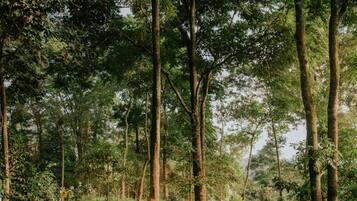A forested area with a dirt path.