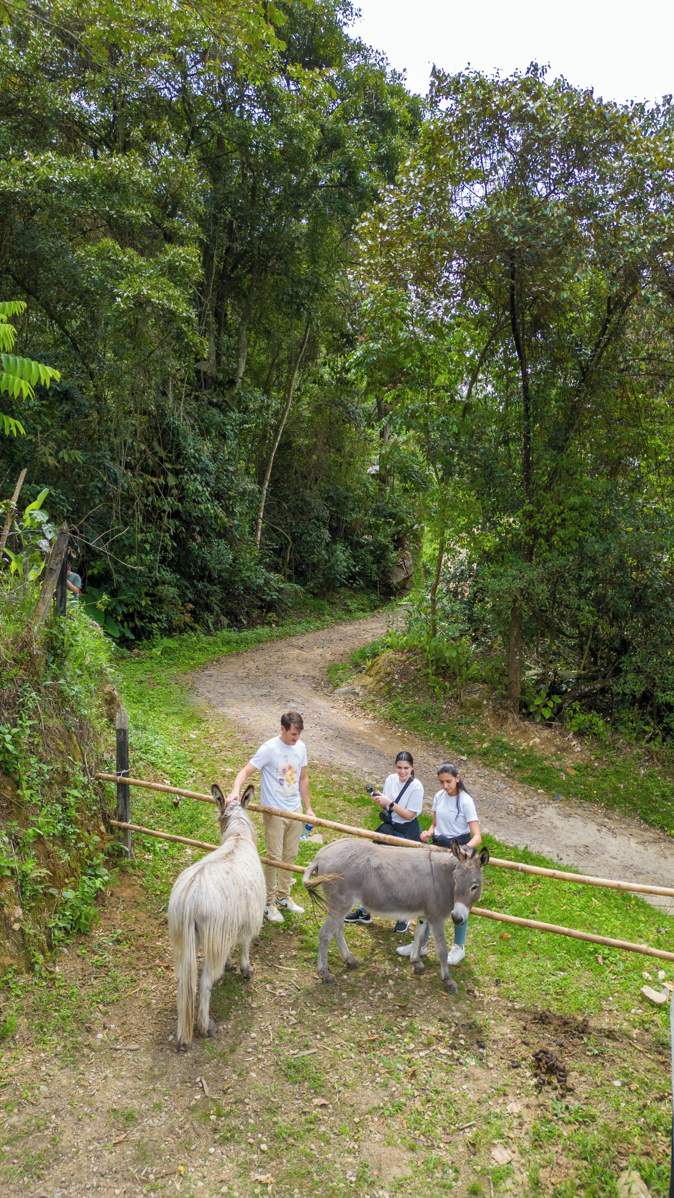 Un sendero de tierra rodeado de vegetación densa, con un burro y un animal blanco, posiblemente un llama, cerca de una barrera de bambú.