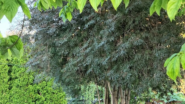 Un jardín bien cuidado con diversas plantas y un sendero de ladrillos.
