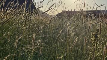 A field of tall grass with the sun shining through.