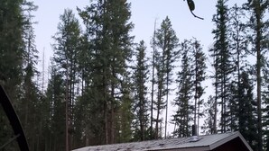 Una baita di legno con un portico, immersa in una foresta.