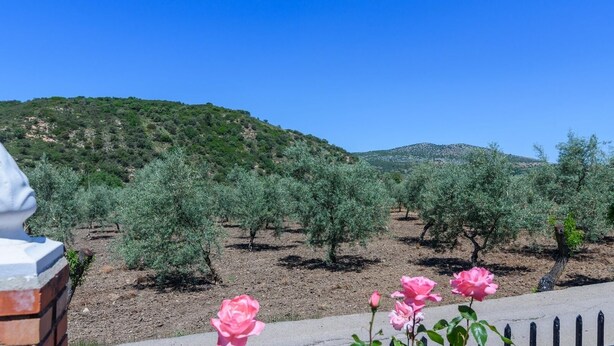 Un olivar con filas de árboles y una colina al fondo.