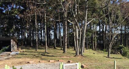 Araucaria Corner
