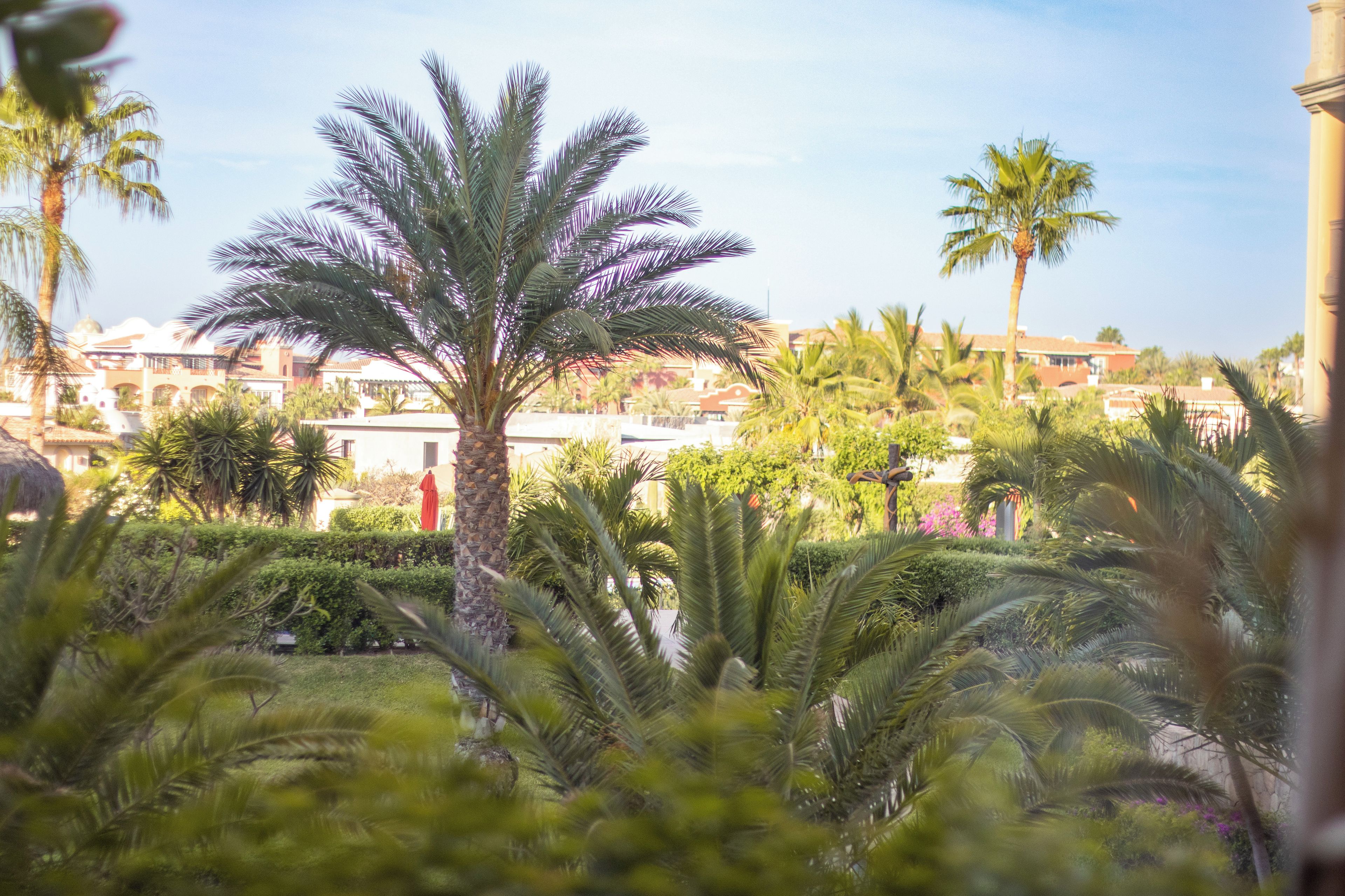 A palm tree in the foreground with a building in the background.