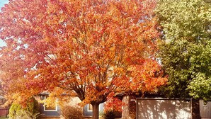 Een boom met herfstkleur voor een huis met garage.