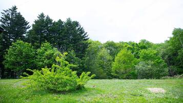 Basic Room | Terrace/patio