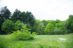 Paisagem natural com um campo gramado, um arbusto pequeno e árvores densas ao fundo.