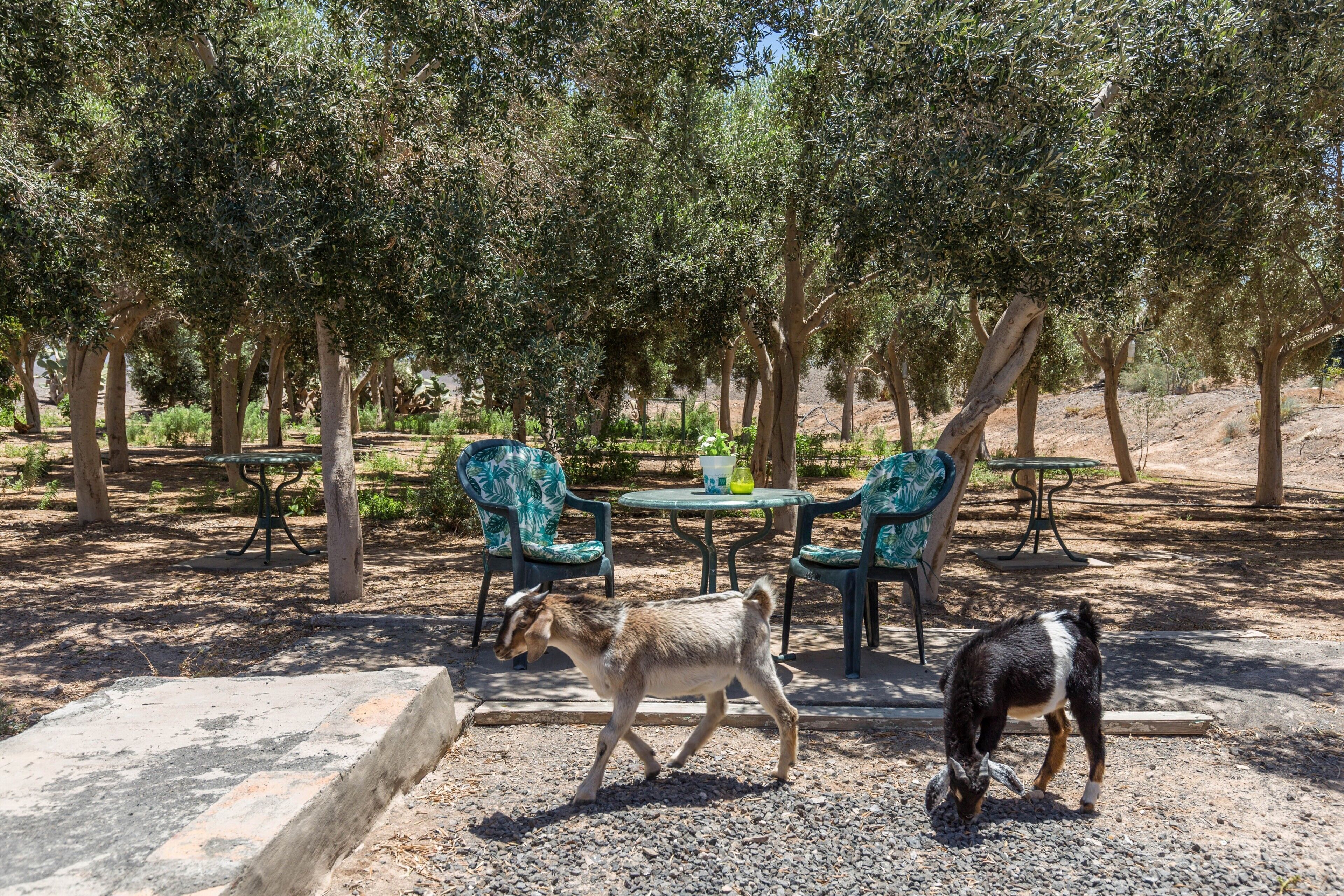 屋外ダイニングエリア