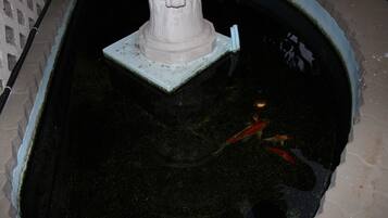 A pond with a statue base and koi fish.