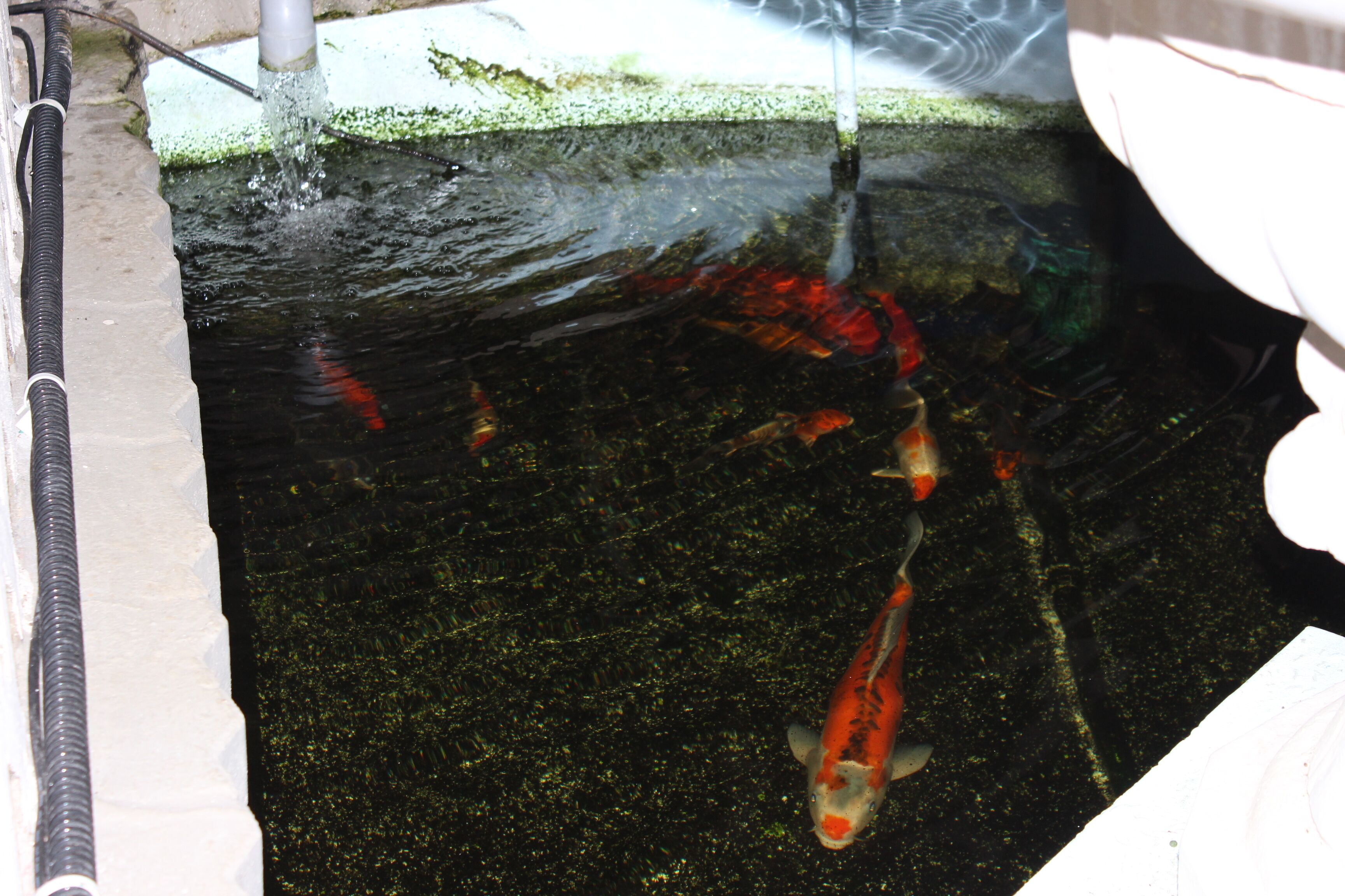 Foto - Sikamifer Tourist Resort