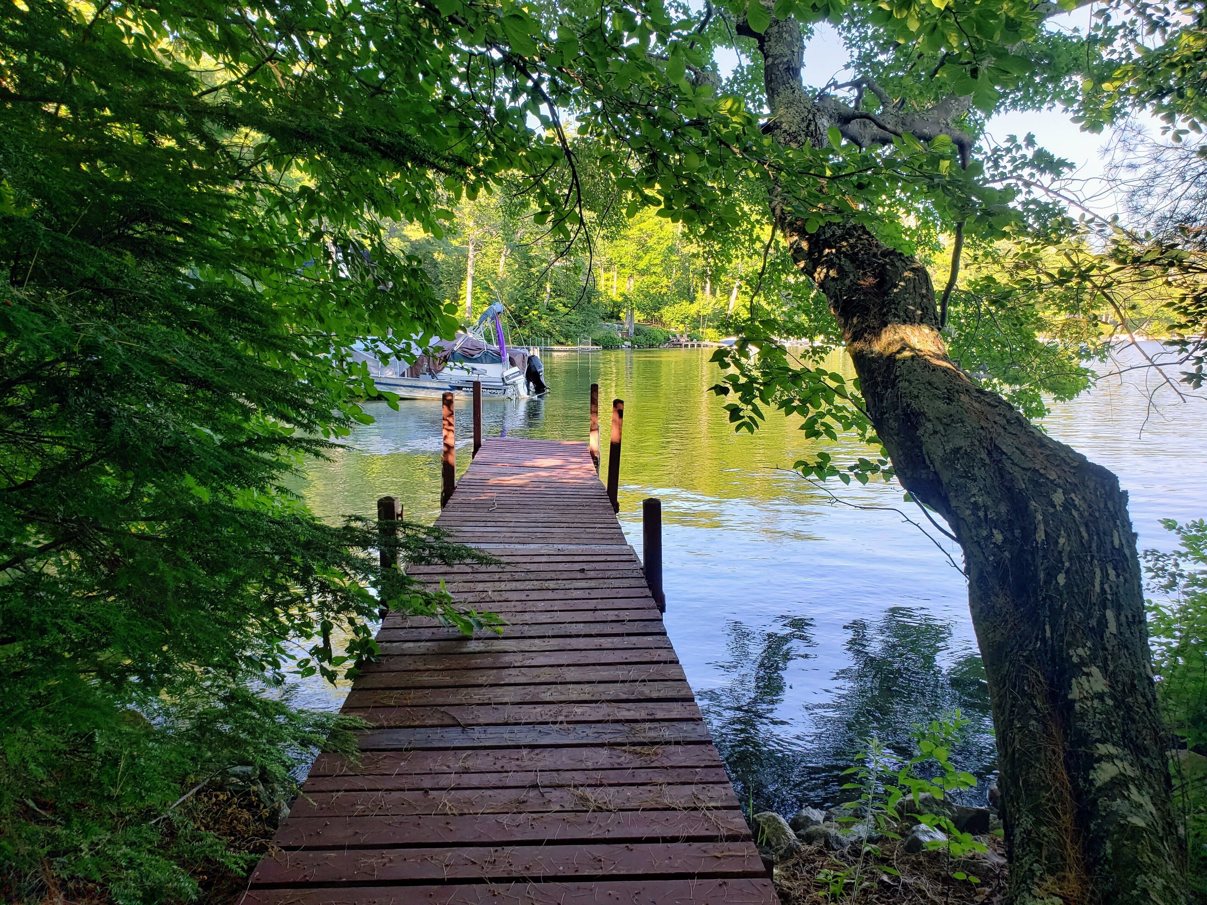 A wooden dock extending into a calm lake, surrounded by dense green foliage.