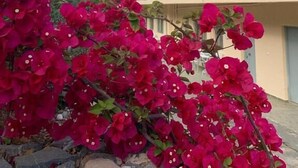 En bygning med balkon og have med lyserøde blomster.
