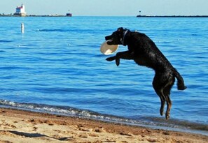 A black dog leaping out of the water with a frisbee in its mouth.