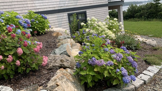 A house with a garden featuring hydrangeas in various colors, a stone pathway, and a grassy yard.