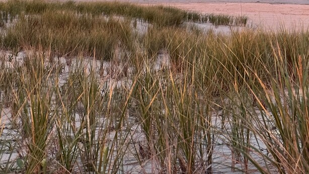 A beach with waves, sand, and grass. - Perfect spot! Cape Cod -1 block to beach and bay with views! (Beach Haven)