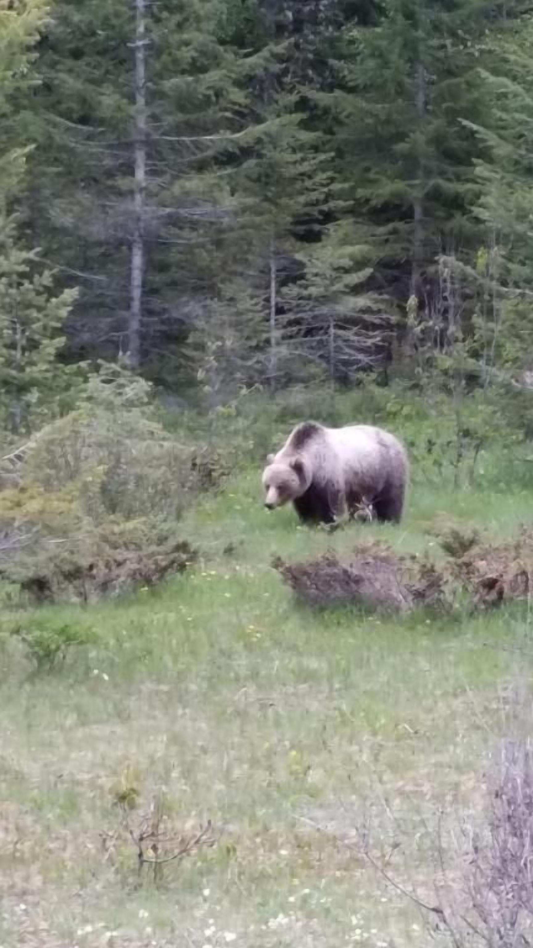 A bear in a natural setting with dense forest in the background.