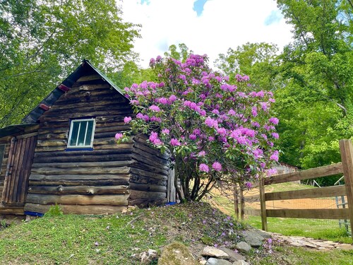 Cozy Cabin: Peaceful Haven in the Heart of Nature