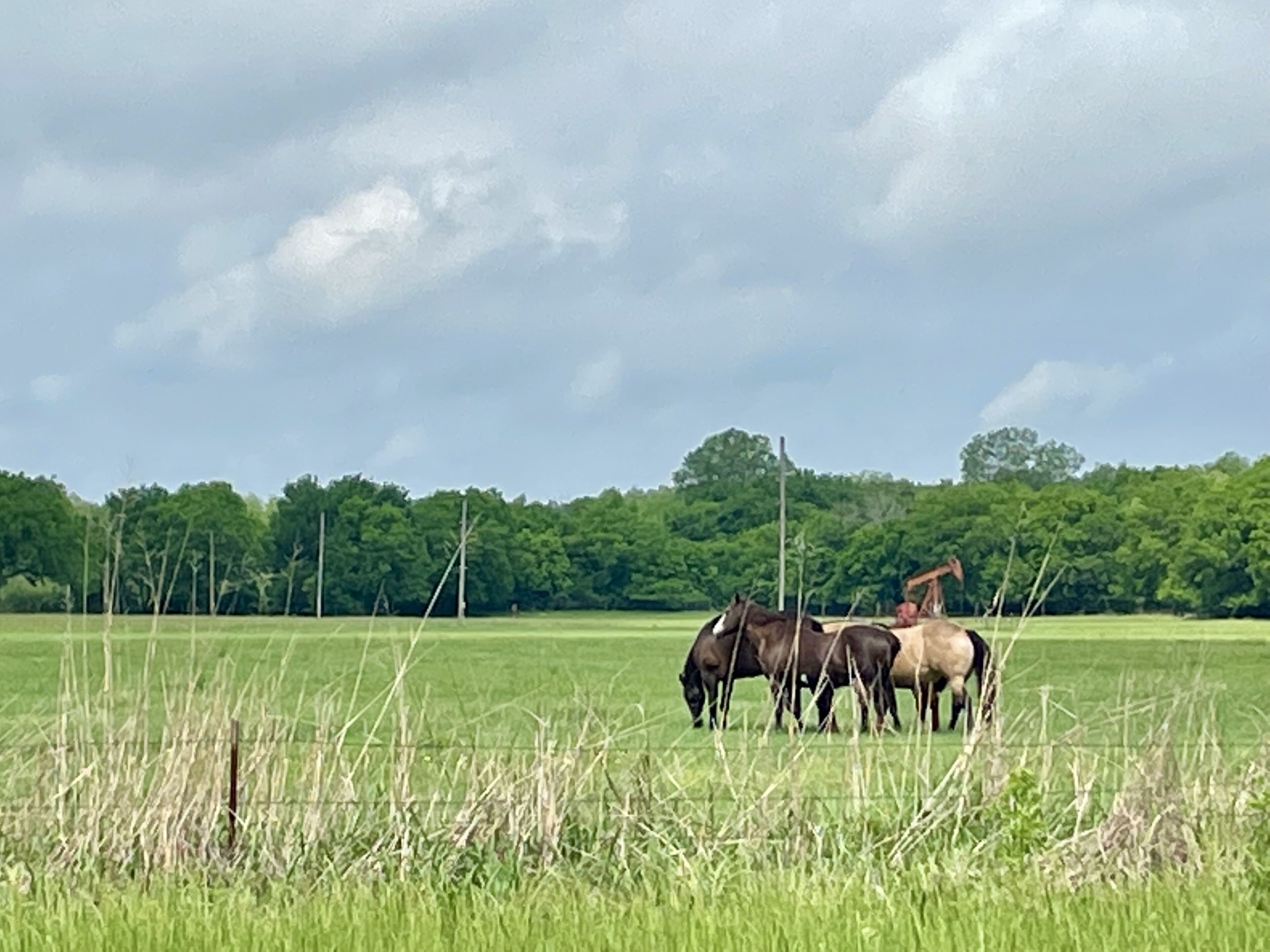 A field with horses grazing, a tractor, and a line of trees in the background.