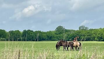A field with horses grazing, a tractor, and a line of trees in the background.