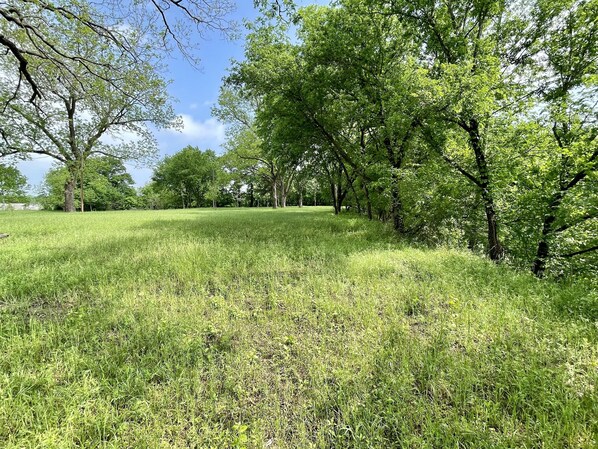 A grassy field with trees and a clear sky.