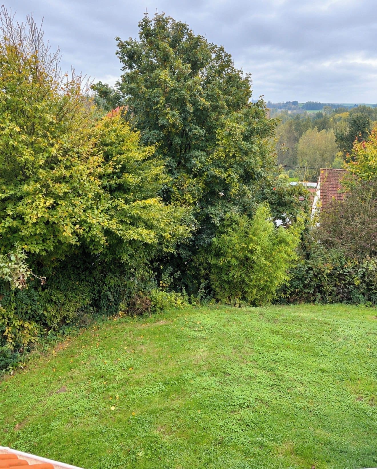 A grassy area with dense foliage and a distant view of a building.