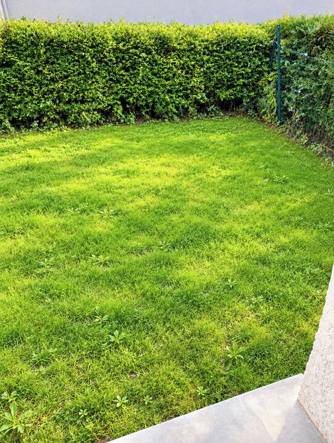 Ein gepflegter Rasen mit Hecke und Metallzaun.