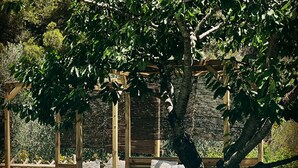 A pool area with a wooden deck, lounge chairs, and a pergola providing shade. - house swimming pool and jacuzzi sea view in the heart of olive trees
 (CAMPOROSSO)